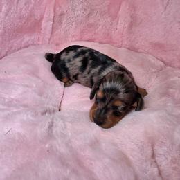 Moozie - Dapple female Dachshund puppy in Bristol, Tennessee from It's Mini Wieners Baby