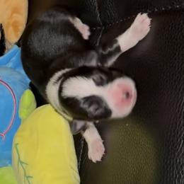 AKC Yellow - Black and tan female Pembroke Welsh Corgi puppy in Summerfield, Florida from Promise Land Farm