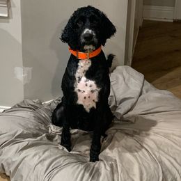 Sadie - Springerdoodle