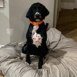 Sadie - Springerdoodle