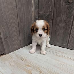 Tigger - Blenheim male Cavalier King Charles Spaniel puppy in New Holland, Pennsylvania from Mountain Breeze Puppies