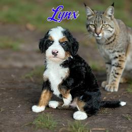 Lynx - Tri-color male Bernedoodle puppy in Banner Elk, North Carolina from Walnut Tree Bernedoodles