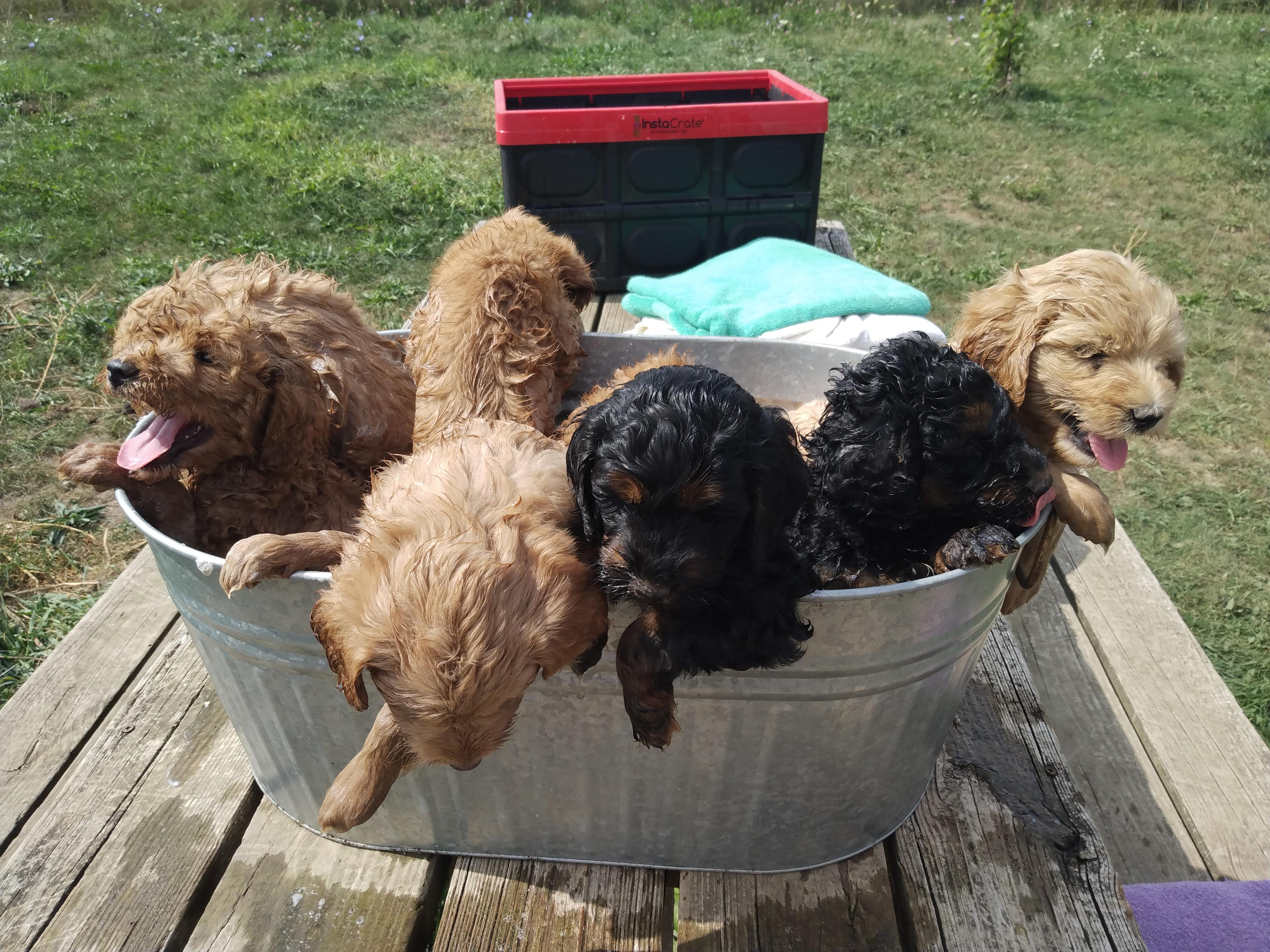 Sakura Pups in Wisconsin | Labradoodle puppies | Good Dog