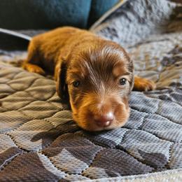 Boy 1 - Chocolate and tan male Dachshund puppy in New Castle, Colorado from Shaffers low riding weiners