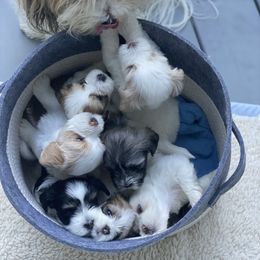Havanese puppies from Guys & Dolls of La Brisa Havanese