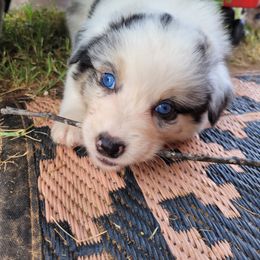 Australian Shepherd Puppies from Red Wagon Aussies