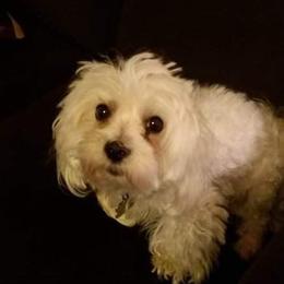 Bella - Maltipoo