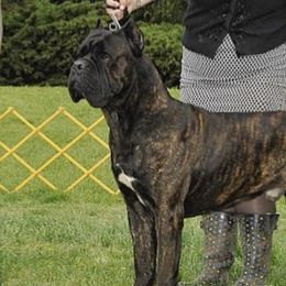 Cane Corso from Haven Hill Corso