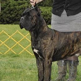 Cane Corso from Haven Hill Corso