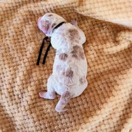 Geranium (Gerry) - Parti male Labradoodle puppy in Elizabeth City, North Carolina from Howdy Doodles