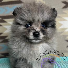 HOLD AKC GOMEZ - Blue merle male Pomeranian puppy in Watkins Glen, New York from Wicked Spirits Pomeranians