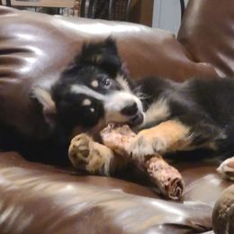 Evie - Miniature American Shepherd