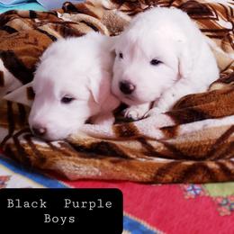 Mr Black - White male Great Pyrenees puppy in Yucaipa, California from Rusty Horse Ranch Great Pyrenees