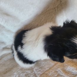 Papillon Puppies from Happy Paps