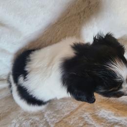Papillon Puppies from Happy Paps