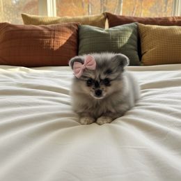 Blue Merle Female - Blue merle female Pomeranian puppy in Harrah, Oklahoma from Sunshines Pomeranians & Cavapoos