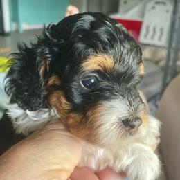 Yellow Collar Girl - Tri-color female Bernedoodle puppy in Port Charlotte, Florida from Islands Wheatens and Poodles