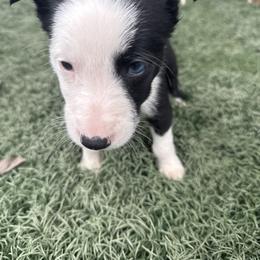 Girl 1 - Black and white female Border Collie puppy in Temecula, California from Joni Gibson's Border Collies