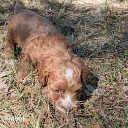 Fievel - Red and white male Cockapoo puppy in Sunset, Louisiana from Cano Cockapoos