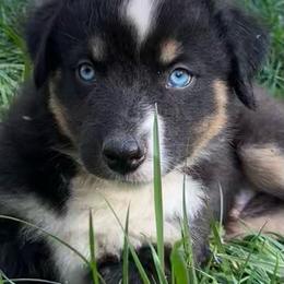 Ace - Black tri-color male Australian Shepherd puppy in Lynnville, Indiana from Moonlightaussies