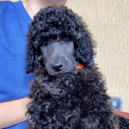Poodle Puppies from Topsail Breeders