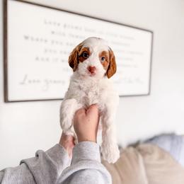 Frostleaf - Parti female Goldendoodle puppy in Greencastle, Indiana from Willow & Co.