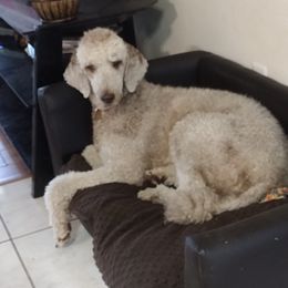 Skeedar - Poodle