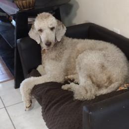 Skeedar - Poodle