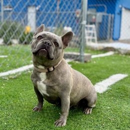 Lala - French Bulldog