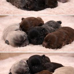 Shih Tzu Puppies from Trinity Shih Tzu