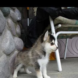 Pomeranian and Pomsky Puppies from Pom Pom Pomskies-TN