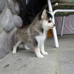 Pomeranian and Pomsky Puppies from Pom Pom Pomskies-TN