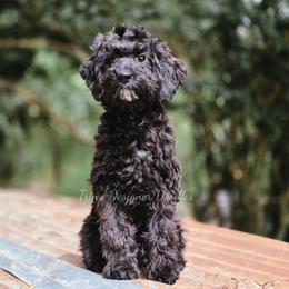 Zora - Black and white female Aussiedoodle puppy in Centreville, Mississippi from Trin's Designer Doodles