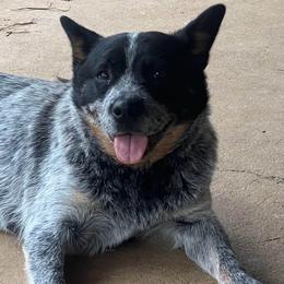 Rose - Australian Cattle Dog