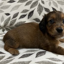 Dachshund Puppies from Lakeshore Dachshunds