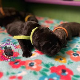 Cane Corso Puppies from Killing Joke Kennels, LLC