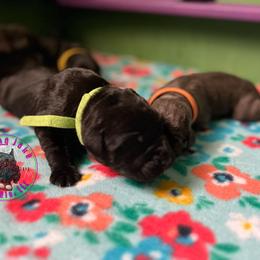 Cane Corso Puppies from Killing Joke Kennels, LLC