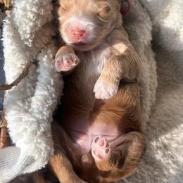 Haven - Apricot female Goldendoodle puppy in Waterford, California from Alvdoodles