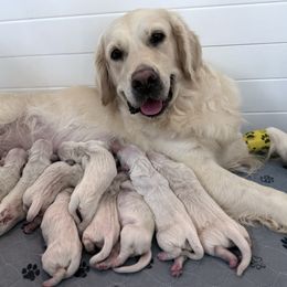 5th Pick Female - Light golden female Golden Retriever puppy in Sarasota, Florida from Platinum Paws Puppies