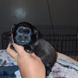 Boy 2 - Black and white male Shih Tzu puppy in Birmingham, Alabama from K&D kennels