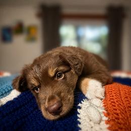 Australian Shepherd Puppies from McElroy Homestead Austrailian Shepherds