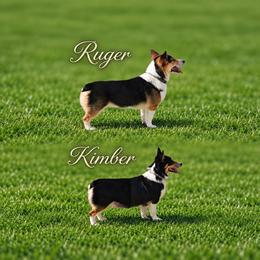 Pembroke Welsh Corgi puppies from Dash'n Corgis of AZ