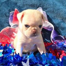 Cream Pug Boy - Cream male Pug puppy in Tulsa, Oklahoma from Locust Creek Pugs