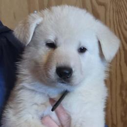 Black - White male German Shepherd puppy in Tonopah, Nevada from Mercy's White Shepherds