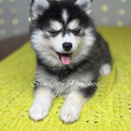 Frenchy - Black and white female Pomsky puppy in Rossville, Georgia from Scenic City Pomskies