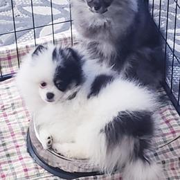 Pomeranian Puppies from Picky Chic Pomeranians