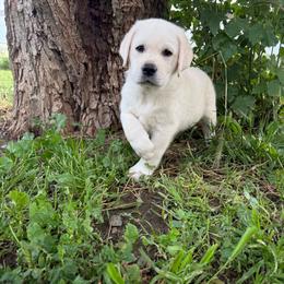 Black boy - Yellow male Labrador Retriever puppy in Corning, California from Raven's Labradors