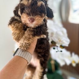 Brookie - Phantom female Poodle puppy in Atlanta, Georgia from Sprinkle Me Puppy