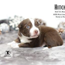Hitch RTM4 - Red tri male Miniature Australian Shepherd puppy in Nacogdoches, Texas from TK Standard, Mini, & Toy Aussies