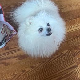 Ragnar - White male Pomeranian puppy in Pueblo, Colorado from Rocky Mountain Pomeranians